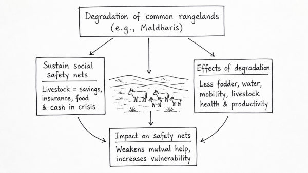 Taking the example of pastoralist communities like the Maldharis, analyze how the degradation of common property rangelands impacts traditional social safety nets in rural India.