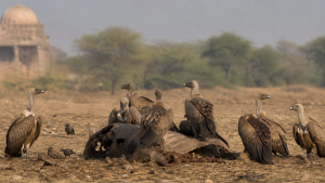 Vulture Conservation and Reintroduction Programmes in India