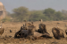 Vulture Conservation and Reintroduction Programmes in India