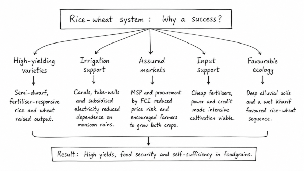 What are the major factors responsible for making rice-wheat system a success? In spite of this success how has this system become bane in India? (UPSC 2020)