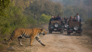 Wildlife Protection Act: Provisions, Amendments and Enforcement