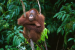 India Repatriates Rescued Sumatran Baby Orangutan to Indonesia