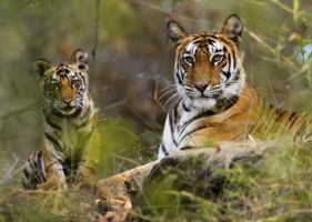 महाराष्ट्र में वन्यजीव संरक्षण का दायरा बढ़ाने की पहल