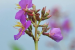 Scientists Identify Osbeckia assamensis in Manas National Park