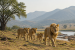 Asiatic Lions Return to Barda Wildlife Sanctuary After 144 Years