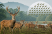 Barasingha Population in Satpura Tiger Reserve Crosses 300