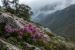 Conservation of Endemic Plant Species in India