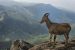 Endemic Wildlife of the Western Ghats