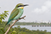 European Bee-eater Makes First Recorded Appearance in Chennai