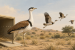 Ten captive-bred Great Indian Bustards to be released in Jaisalmer