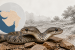 Gujarat Records Rare Two-Headed Wolf Snake