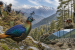 How Did Himachal Pradesh Increase Cheer Pheasant Survival?