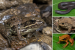 Important Amphibian Species in India