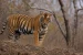Important Big Cats and Their Conservation Status