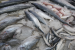 Important Marine Fish Species of India