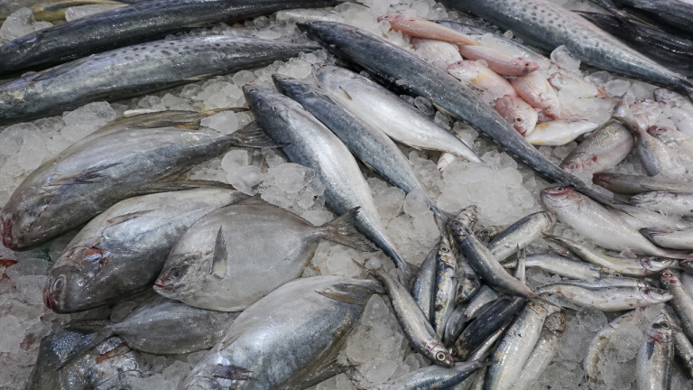 Important Marine Fish Species of India – GKToday