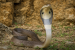 Important Snake Species of India