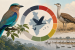 India Begins Red List Assessment of 1,211 Bird Species
