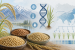 Kashmir Rice Varieties Retain Climate-Adaptation Genes