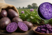 Kufri Jamunia: India’s Biofortified Purple Potato