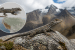 New Lizard Species Found in Peru’s Andes