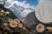 New Mollisia Fungus Discovered in the Sikkim Himalaya