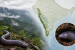 North Western Ghats Gains Caecilian Biodiversity Hotspot Status