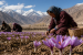 Saffron Cultivation Begins in Ladakh