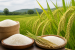 Shivamogga Agricultural University Releases New Sahyadri Annapurna Rice Variety, Bringing Total Developed to Eight