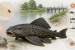 Sucker-Mouth Catfish Found in West Champaran Raises Ecosystem Concerns