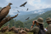 Wayanad Vulture Survey Records 65 Birds