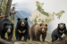 WII to Estimate Populations of India’s Four Bear Species